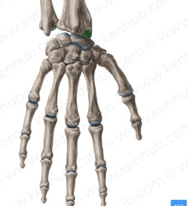 <p>Distal projection. <strong>(Radius)</strong></p>