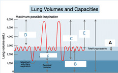 <p>amount of air inhaled or exhaled with each breath under resting conditions</p>
