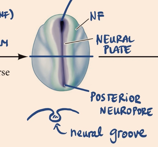 <p>We’ll see that there is a little bit of a canal inside, and this structure inside is called the neural groove</p>
