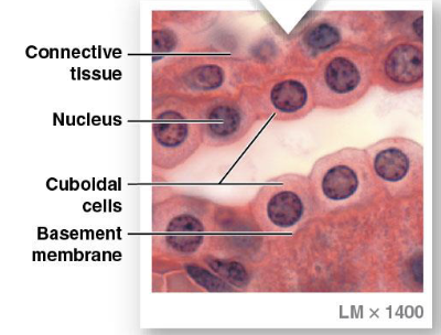 <ul><li><p>secretion, absorption</p></li><li><p>thyroid gland</p></li><li><p>renal tubules</p></li><li><p>ducts</p></li></ul><p></p>