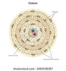 <p>What are Osteons (Haversian systems); What gives it it’s shape/structure?</p>
