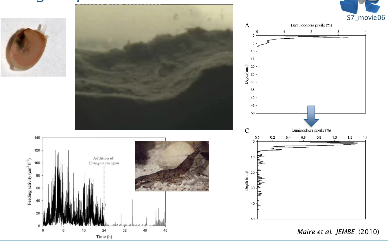 <p>Presence of a predator </p><p>For mollusk:</p><p>Feeding activity increase when waters in (without krangon)</p><p>Feed activity drops when krangon APPEARS</p>