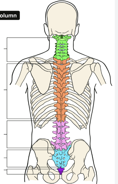 <p>TIII vertebrae lines up with what bone/ area</p>