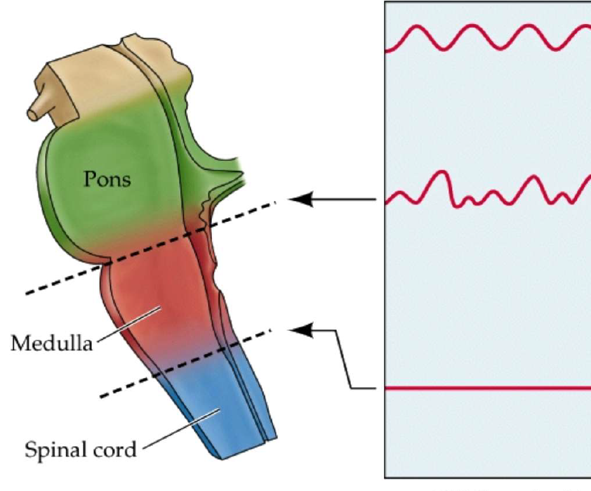 <ul><li><p><strong>Myelencephalon → medulla oblongata</strong></p></li><li><p>Controls <strong>unconscious behaviours</strong></p></li><li><p>Regulates <strong>breathing, heart rate, blood pressure, sneezing &amp; coughing</strong></p></li></ul><p></p>