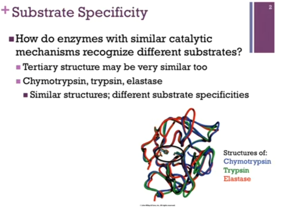 <p><strong>How do enzymes with SIMILAR CATALYTIC mechanisms recognize different substrates?</strong></p><p>Chymotrypsin, trypsin, elastase (divergent evolution!). They all catalyze the same reaction, hydrolysis of a peptide bond and in fact, similar structures (look at backbone trace of slide!). Active site residues are highlighted by the black oval. Practically overlap! Practically identical tertiary structure and the same catalytic mechanism AND YET they recognize <strong>different substrates</strong>!!</p>