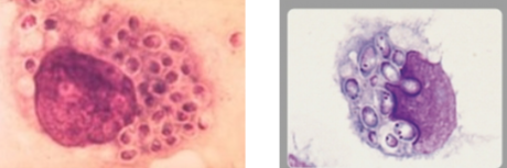 <p>dimorphic, oval yeasts with no capsule</p>