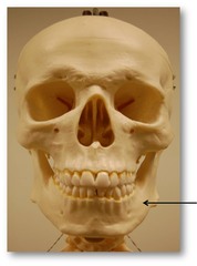 <p>Category: Facial Bones</p><p>Features:</p><ul><li><p>mandibular ramus</p></li><li><p>mandibular condyles</p></li><li><p>mandibular foramen</p></li><li><p>mental foramen</p></li><li><p>alveolar margin</p></li></ul><p></p>