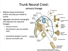 <p>Trunk neural crest</p>