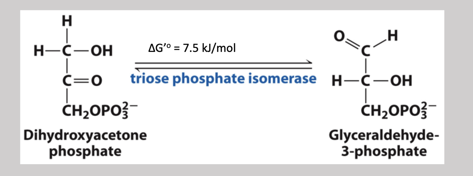 <p>Fifth step reversible pathway that converts dihydroxyacetone phosphate into an additional glyceraldehyde-3-phosphate in order for it to proceed in glycolysis → it is an induced fit catalytically perfect enzyme that obtains a very high affinity for its substrate</p>