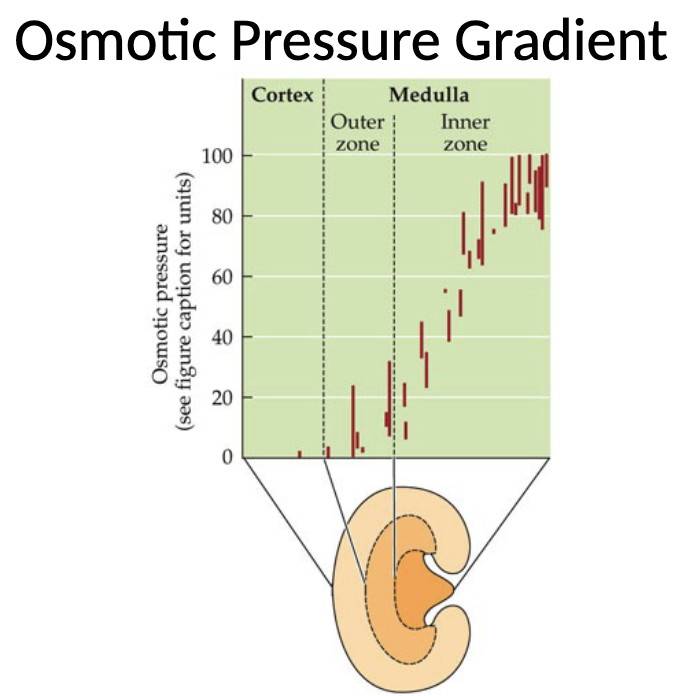 <ul><li><p>Countercurrent multiplication transforms the transverse gradient created by the single effect into an axial osmotic pressure gradient within the renal medulla</p></li><li><p>Osmotic pressure increases as you move deeper into the renal medulla, with solute concentrations becoming highest in the inner medulla</p></li></ul><p></p>