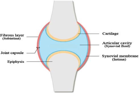 <p><strong>Synovial "membrane" or synovium (Intima) -&nbsp;</strong>The synovial membrane, or synovium, is <strong><mark data-color="rgba(0, 0, 0, 0)" style="background-color: rgba(0, 0, 0, 0); color: inherit;">a thin, specialized connective tissue that lines the inner surfaces of some joints, tendon sheaths, and bursae</mark></strong>.</p><p>- Type A Synoviocyte -Macrophage - maintenance and "clean up" cells, fluid contents or dead cells from surroundings</p><p>- Type B Synoviocyte- fibroblastic - secretes hyaluronan (hyaluronic acid)</p><p><strong>Sub-intima - a fibrous layer</strong></p><p>- Loose connective tissue</p><p>- Capillaries - important for maintenance of intima which is avascular</p><ul><li><p>Being nourished by diffusion</p></li></ul><p></p><p>Sub-intima surrounds the intima or synovium</p>