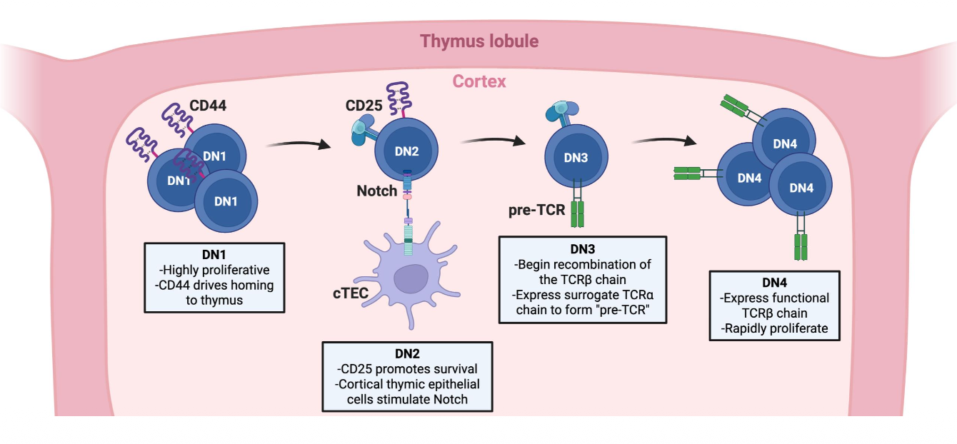 <p>DN thymocytes</p>