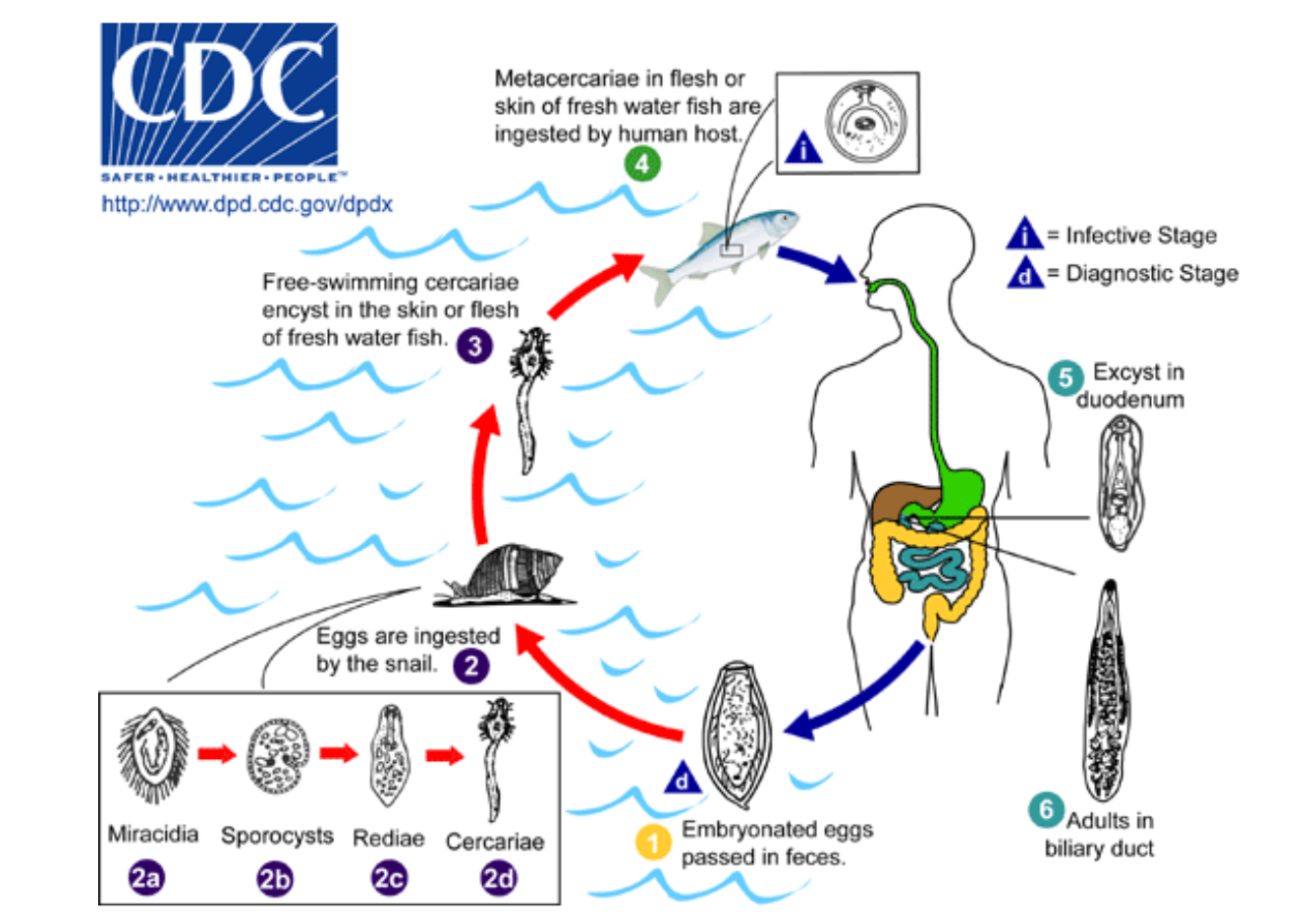 <p><span style="background-color: transparent;"><span>Digenean reproduction</span><em><span> - Clonorchis sinensis </span></em><span>(human liver fluke)</span></span></p>