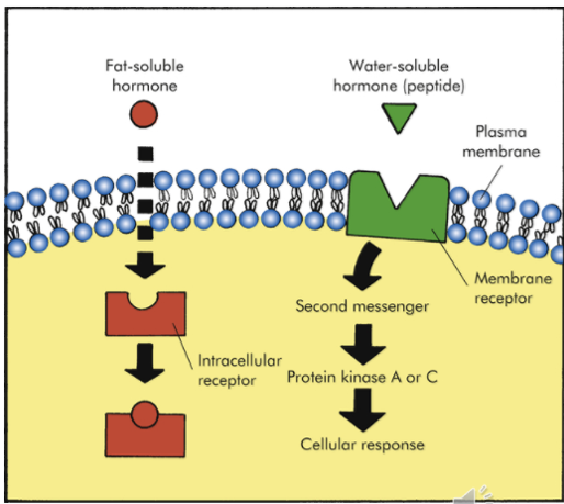 <p>3-D shapes highly specific for hormone or chemical messenger they bind</p><ul><li><p>Can be embedded in plasma membrane </p></li><li><p>Or</p></li><li><p>Reside in cytosol or nucleus of target cell</p></li></ul><p></p>