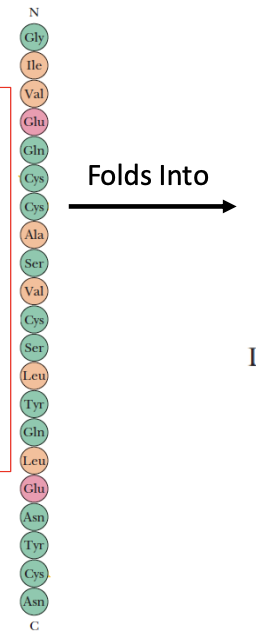 <p>Primary Structure</p>