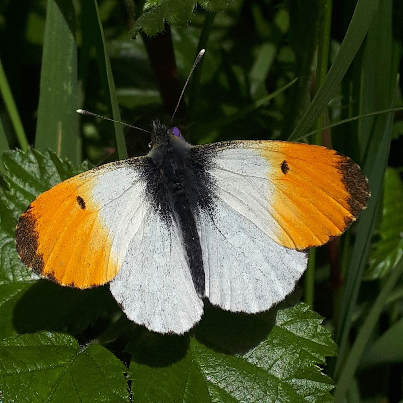 <p>Male or female?</p>