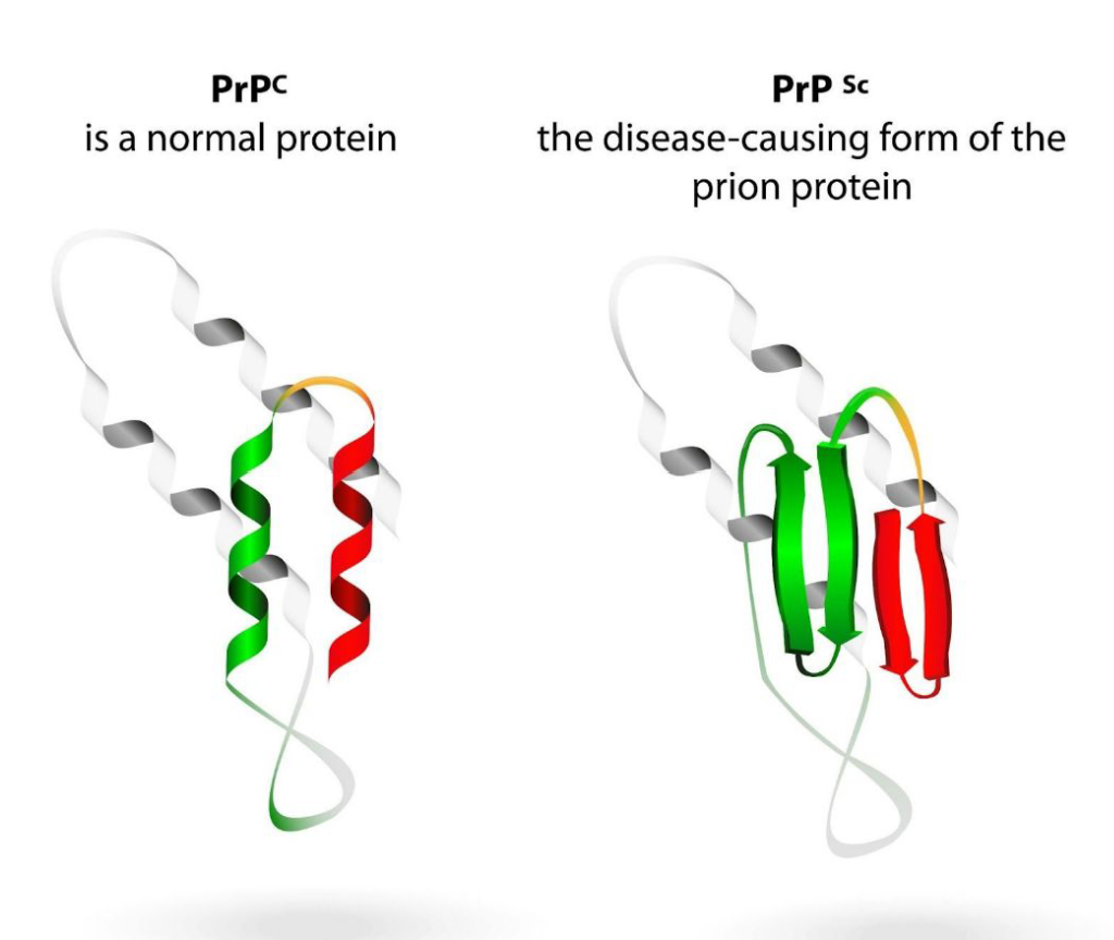 <ul><li><p>misfolded versions of a normal cellular protein called PrPC (Prion Protein Cellular).</p></li><li><p>Misfolding leads to the formation of an abnormal, infectious form called PrPSc (Prion Protein Scrapie).</p></li><li><p>All prion diseases affect the nervous system and are always fatal</p></li></ul><p></p>