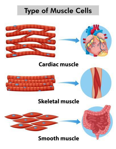<p>skeletal </p><p>smooth </p><p>cardiac</p>