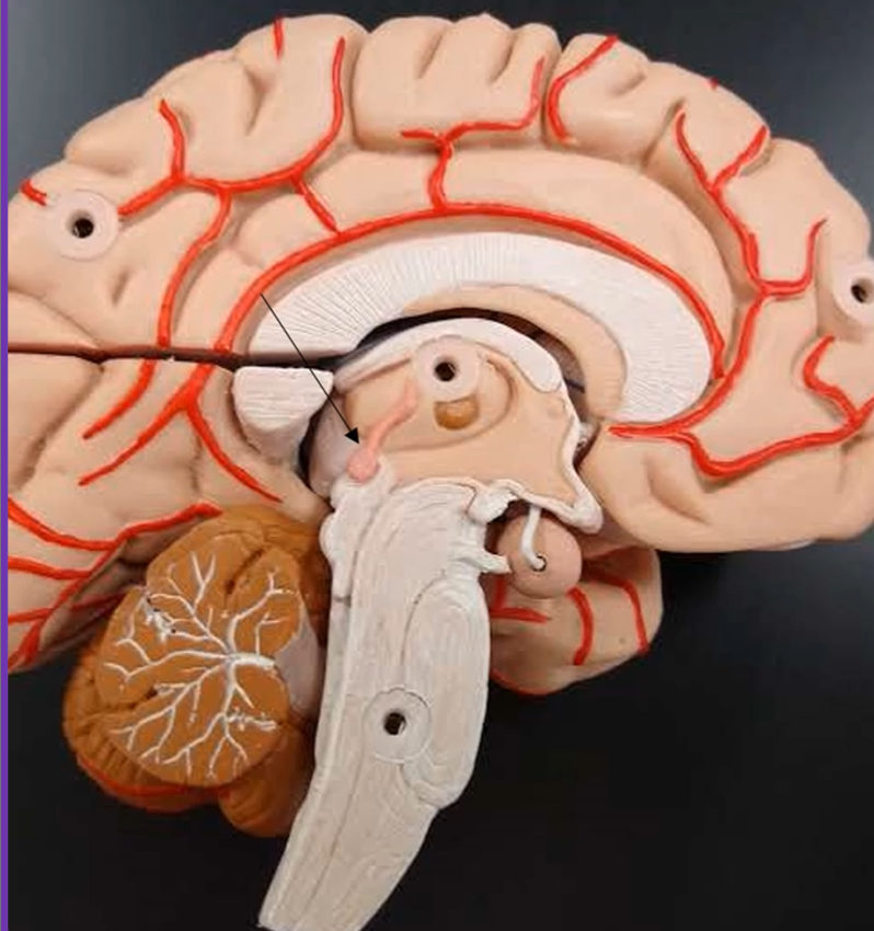 <p>What is this tear drop structure called?</p>