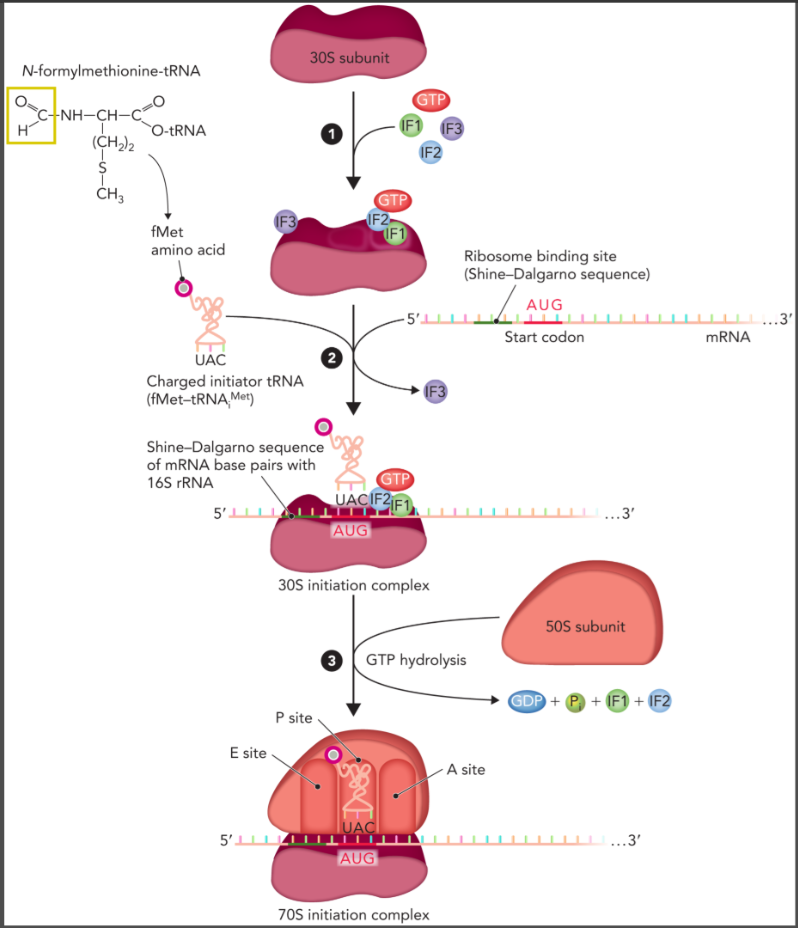 <p></p><ul><li><p>GTP and three initiation factors bind to the 30S ribosomal subunit </p></li></ul><ul><li><p>mRNA and initiator tRNA charged with methionine and formylated fMet-tRNA<sub>i</sub><sup>Met</sup> binds to complex with the shine-dalgarno sequence of mRNA aligning with complementary sequences in the rRNA in the 30S subunit </p></li><li><p>GTP hydrolysis allows binding of the 50S subunit and initiation factors are released to form 70S initiation complex</p></li><li><p>fMet-tRNA<sub>i</sub><sup>Met</sup> is bound in the P site </p></li></ul><p></p>
