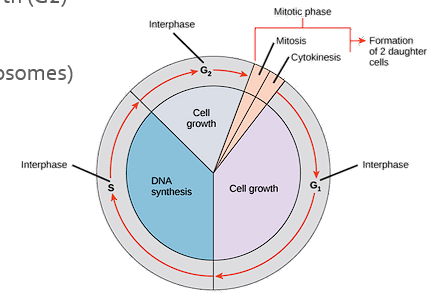 <ul><li><p>“Resting” part of the cycle </p></li><li><p>Cell metabolism and growth (G1)</p></li><li><p>DNA synthesis (S)- chromosome duplication</p></li><li><p>Cell metabolism and growth (G2)</p></li></ul><p></p>