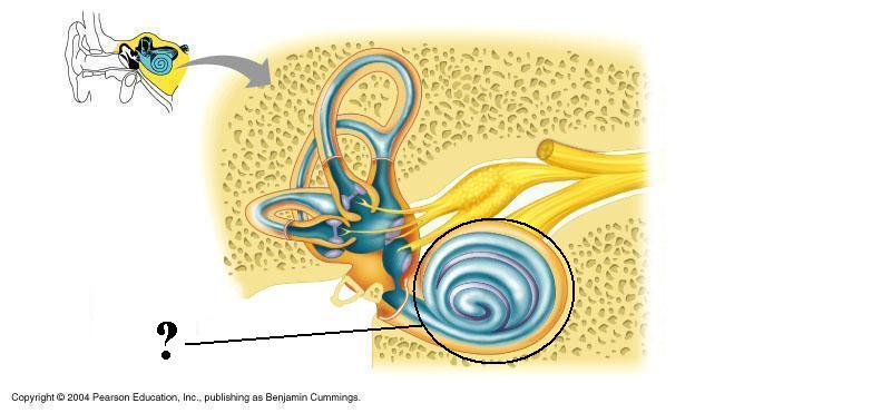 <p>Identify the indicated structure</p>