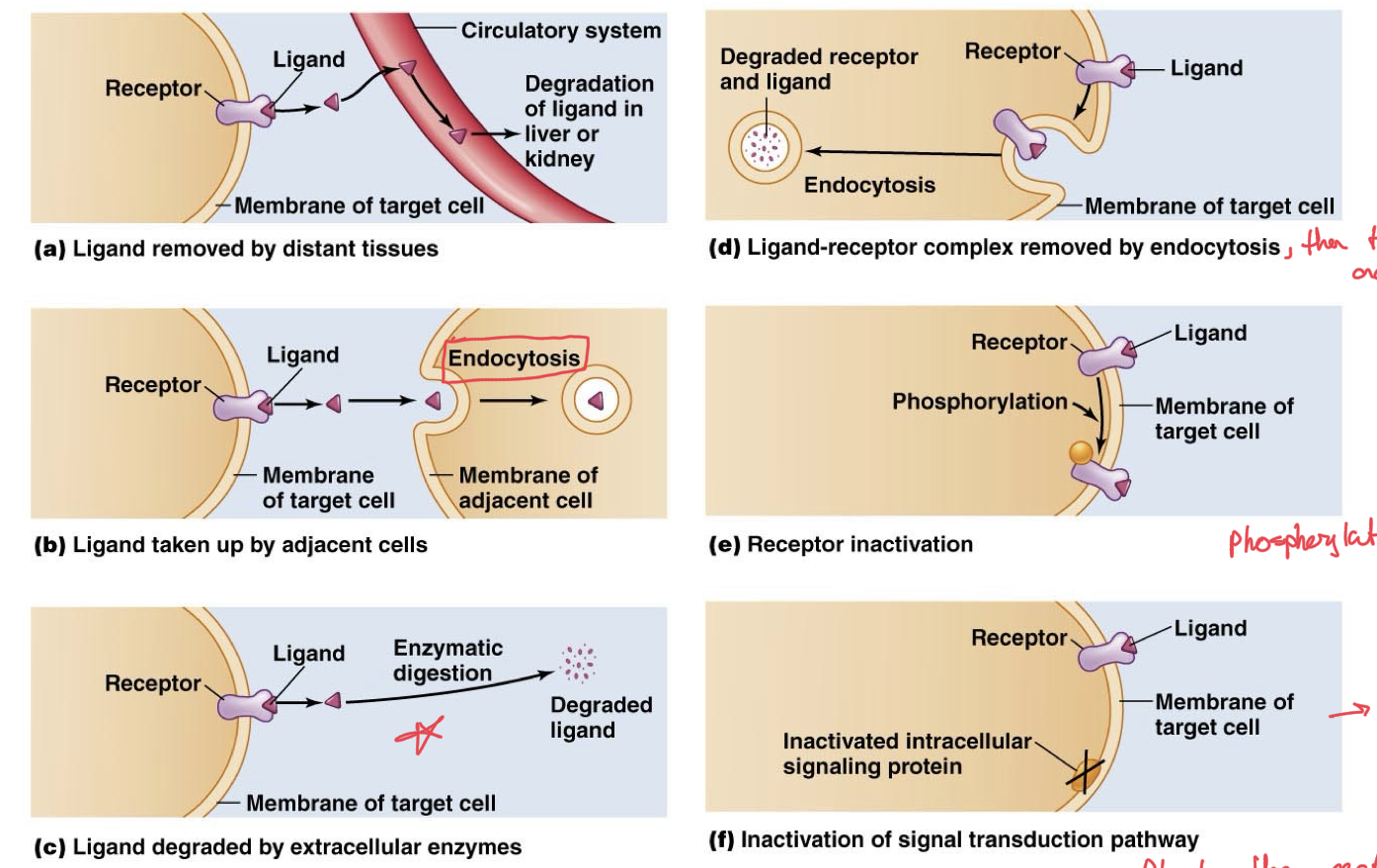 <p>We need deactivation of these complexes, cannot be constantly activated, their on/off function is what makes them effective. </p><p>Ligand can be removed by distance tissues like liver or kidney through circulatory system</p><p>Ligand can be taken up by adjacent cells, inactivating the current cell receptors being activated by that ligand</p><p>Ligand can also be degraded by extracellular enzymes, like acetylcholinesterase</p><p>Ligand-receptor complex can be absorbed entirely by the cell via endocytosis, so no more ligand triggering it and then degrades it in the cell. </p><p>Receptors can be deactivated, for example by simply phosphorylating to inactivate them, make them dormant. </p><p>Inactivation of the signal transduction pathway altogether, so that even when ligand is bound to receptor, the signal cannot go any further than that. </p>