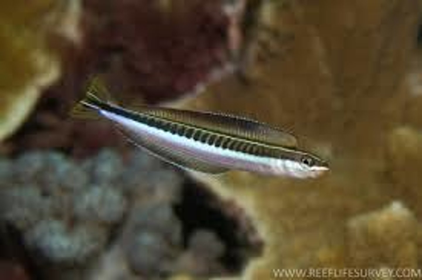 <p>Plagiotremus tapeinosoma</p>