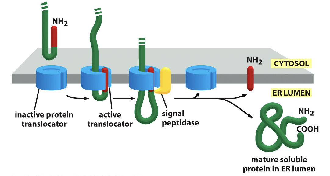 <ul><li><p>After proteins are synthesized by ribosomes, they need to enter ER lumen or become embedded in ER membrane</p></li><li><p>This protein enters ER lumen completely</p></li><li><p>Steps</p><ul><li><p>1) Protein synthesis begins on ribosome in cytoplasm</p></li><li><p>2) The protein contains a hydrophobic signal peptide that acts as a start-transfer sequence</p><ul><li><p>It directs the protein to the ER &amp; initiates movement through translocon</p></li></ul></li><li><p>3) The growing protein passes through translocon into ER lumen</p></li><li><p>4) Signal peptidase cleaves the signal peptide during translocatioin</p></li><li><p>5) The mature protein is released into ER lumen &amp; folds</p></li></ul></li></ul><p></p>