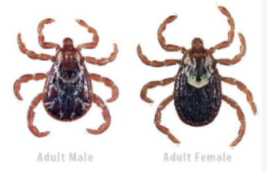 <p>What is the Genus of this tick?</p>