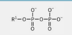 <p>Phosphanhydrides are commonly found in nucleoside triphosphates like ATP and have a large negative free energy of hydrolysis.</p>
