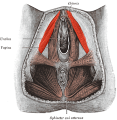 <p>Insertion: corpus cavernosum and crus of the penis/clitoris</p>