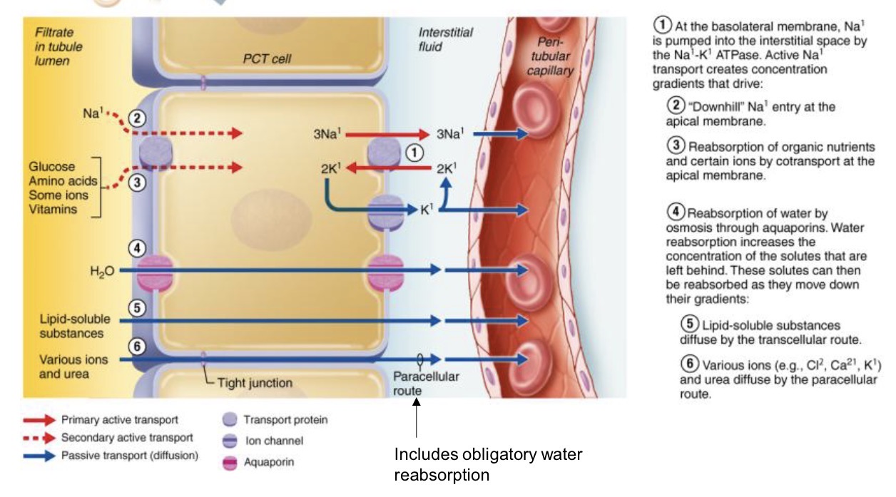 <p>Substances moved by passive/active transport mechanisms along, sometimes against, their concentration gradient</p><p>From TUBULES → CAPILLARIES </p><p>Movement of water from tubules→nephron capillary beds influenced by osmolarity and concentration gradients</p><ul><li><p>osmosis by aquaporins and obligatory water reabsorption with Na+</p></li></ul><p></p><p>Sodium is actively transported against/with concentration gradients</p><ul><li><p>glucose, amino acids, vitamins, ions, co-transported out of lumen alongside various Na+ transporters</p></li></ul><p></p><p></p><p></p>