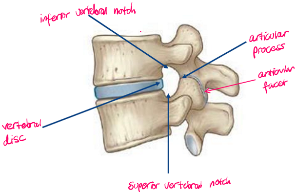 <ul><li><p>Inferior vertebral notch</p></li><li><p>Superior vertebral notch</p></li><li><p>Articular process</p></li><li><p>Vertebral disc</p></li><li><p>*<em>Articular facet isn’t a boundary of the intervertebral foramen</em></p></li></ul><p></p>