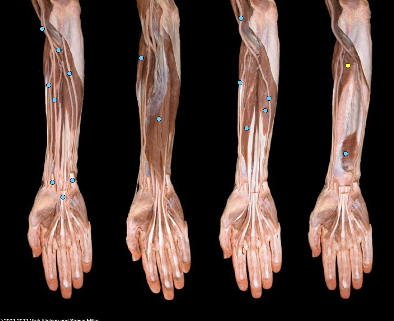 knowt flashcard image