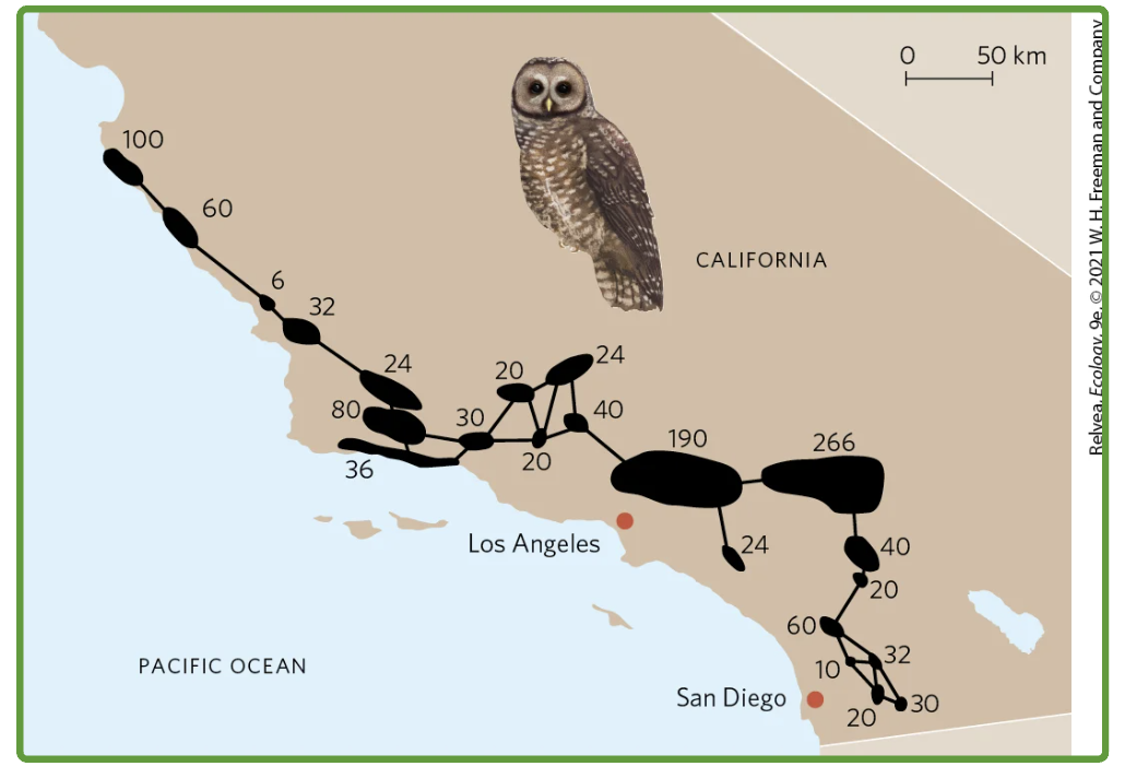 <p>Black regions: small fragments of forested habitat where owl lives</p><p>Lines: potential dispersal paths of owls between patches of forest</p><p>Numbers: estimates of how many owls could live in each of the patches</p>