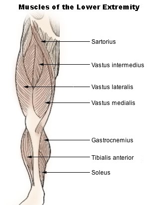 <p>M. vastus intermedius</p>