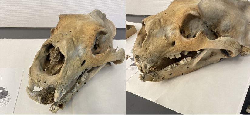 <p>What is this?</p>