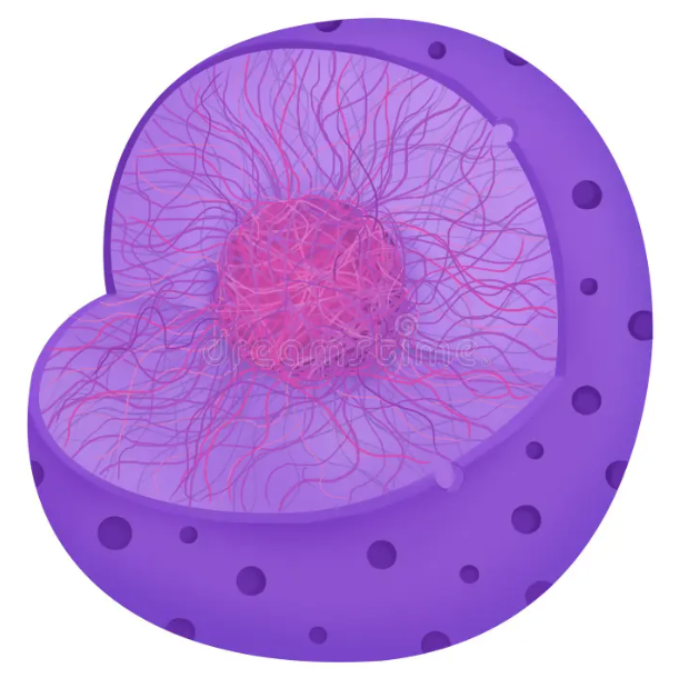 <p> nucleus?</p>