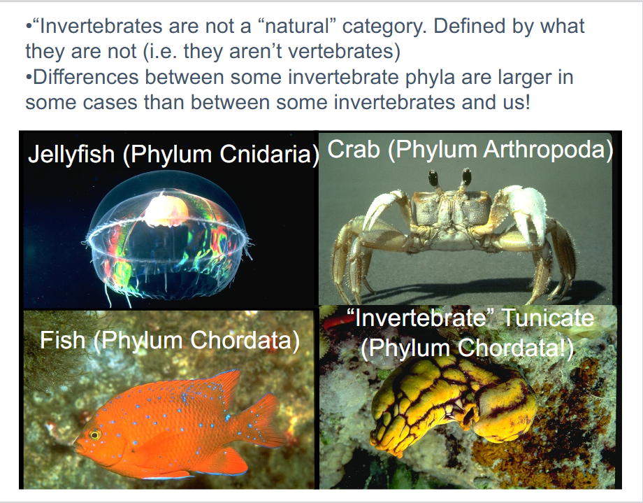 <p>no; they’re defined by what they are not (vertebrates)</p><p>-invertebrates are very diverse and have major differences between phyla</p>