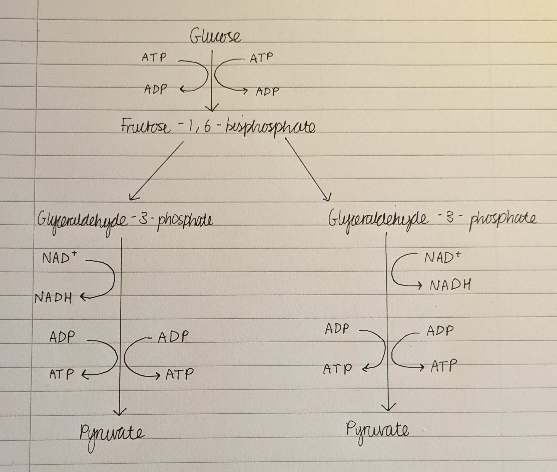 <p>Glycolysis requires 2x NAD<sup>+</sup> to work. In anaerobic respiration, how is NAD<sup>+</sup> regenerated?</p>