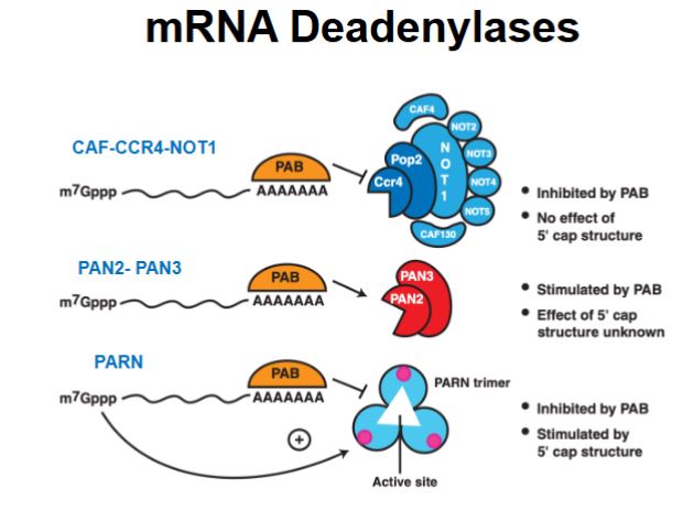 <p>It can either protect the poly-A tail (inhibiting decay) or recruit deadenylases (promoting decay).</p>