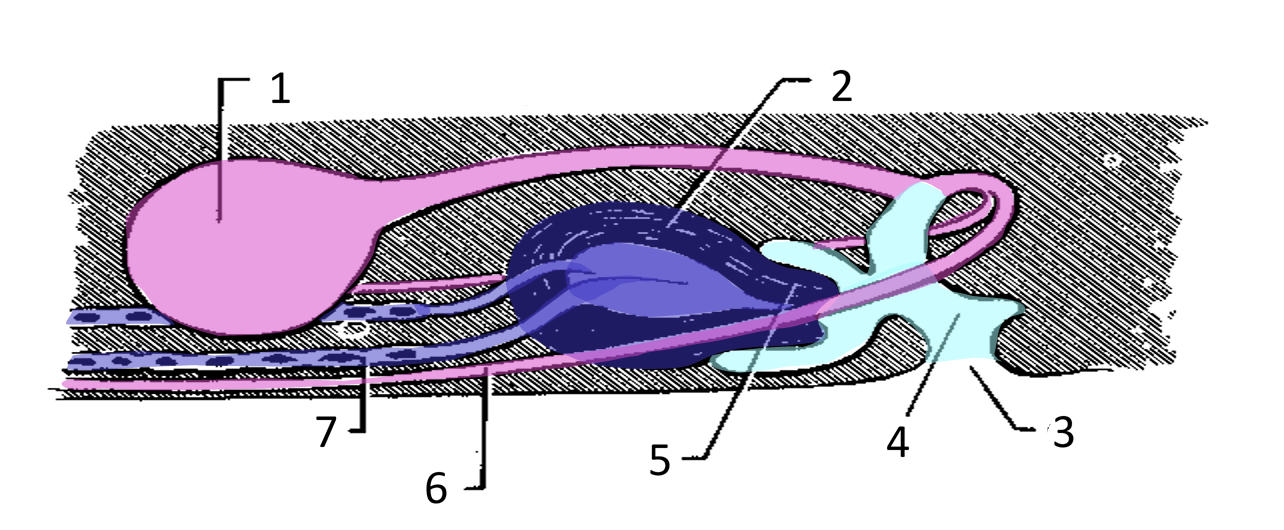 <p>7</p>