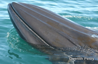 <p>Order Cetacea</p><p>Suborder Mysticeti</p><p>Family Balaenopteridae</p><p><em>Balaenoptera brydei</em></p><ul><li><p>aka</p></li><li><p>describe unique morphological feature</p></li></ul><p></p>