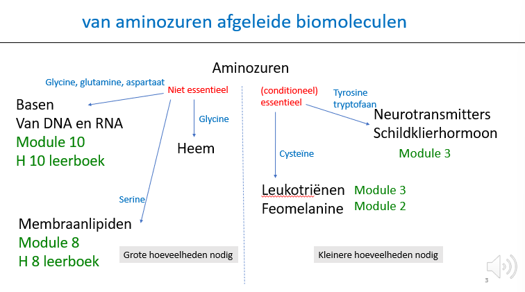<p><span>We zien hier nog meer detail over de biomoleculen die afgeleid zijn van AZ’en.</span></p><p style="text-align: left;"></p><p style="text-align: left;"><span>------</span></p><p style="text-align: left;"><span>Links:</span></p><p style="text-align: left;"></p><p style="text-align: left;"><span>We hebben dus grote hoeveelheden nodig van deze niet-essentiële AZ’en op dagelijkse basis om al die biomoleculen aan te kunnen maken.</span></p><p style="text-align: left;"></p><p style="text-align: left;"><span>------</span></p><p style="text-align: left;"><span>Rechts:</span></p><p style="text-align: left;"></p><p style="text-align: left;"><span>We hebben een aantal (conditioneel) essentiële AZ’en nodig om NT’s te kunnen maken.</span></p><p style="text-align: left;"></p><p style="text-align: left;"><span>Zo kunnen we bv uitgaande van Tyr dopamine maken en uitgaande van Trp serotonine.</span></p><p style="text-align: left;"></p><p style="text-align: left;"><span>Gelukkig hebben we van de leukotriënen en feomelanine maar kleine hoeveelheden nodig, want de AZ’en die we ervoor nodig hebben, moeten we uit onze voeding betrekken.</span></p>