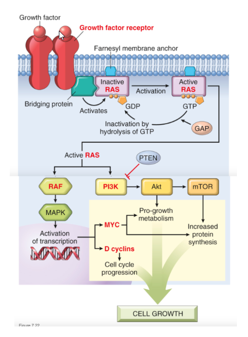 <p>Point Mutations</p>