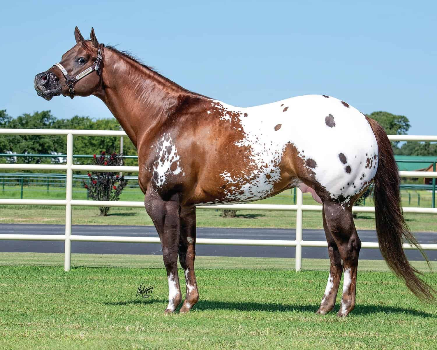 <p>Appaloosa </p>