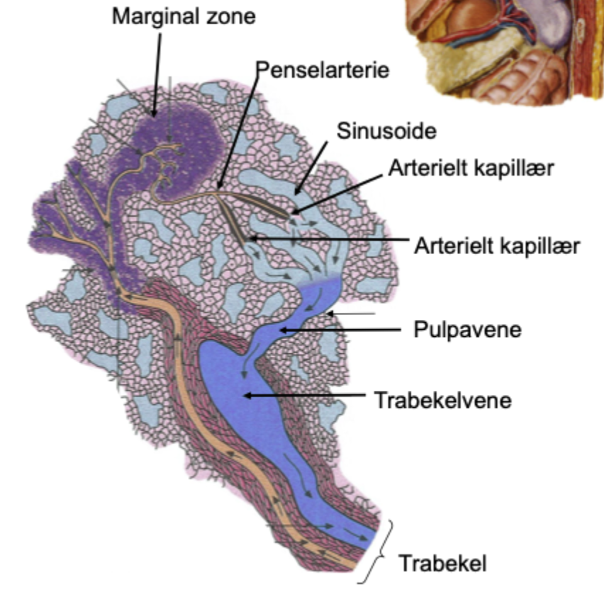 <p>Arterielle kapillærer i rød pulpa, der er omgivet af et <strong>makrofaghylster</strong>.</p><p>Funktion:</p><p>→ blod og blodbårne partikler kommer tæt på makrofager<br>→ letter filtrering og fagocytose.</p>