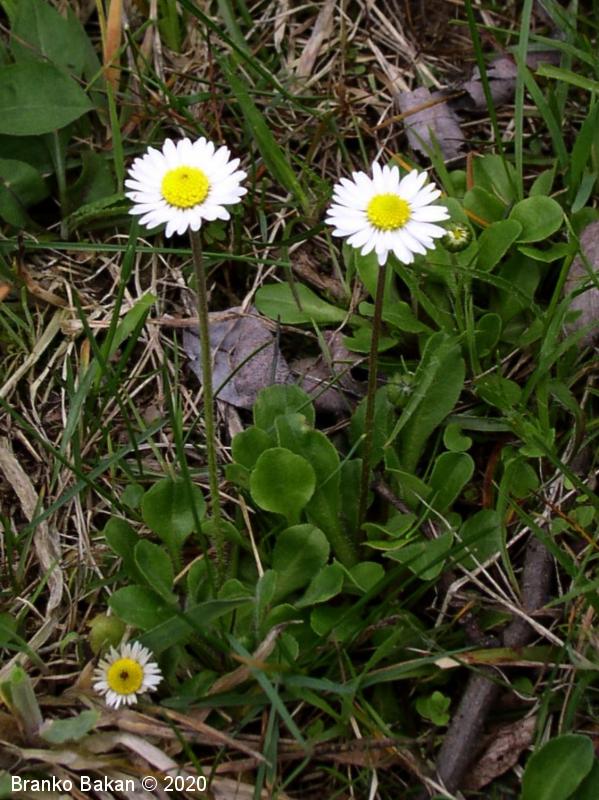 <p>Mala marjetica-Bellis perennis</p>