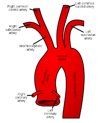 <p>Coronary artery left and right  </p>